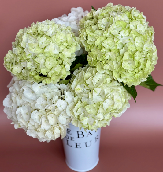 Hydrangea